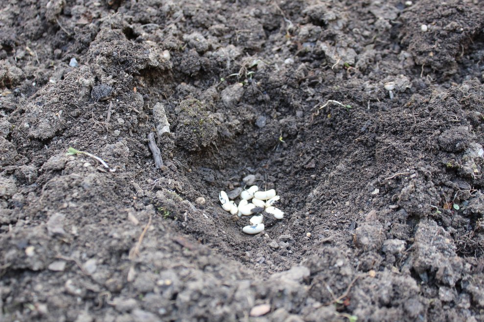 an unserem Hochbeet und streuten Samen aus.