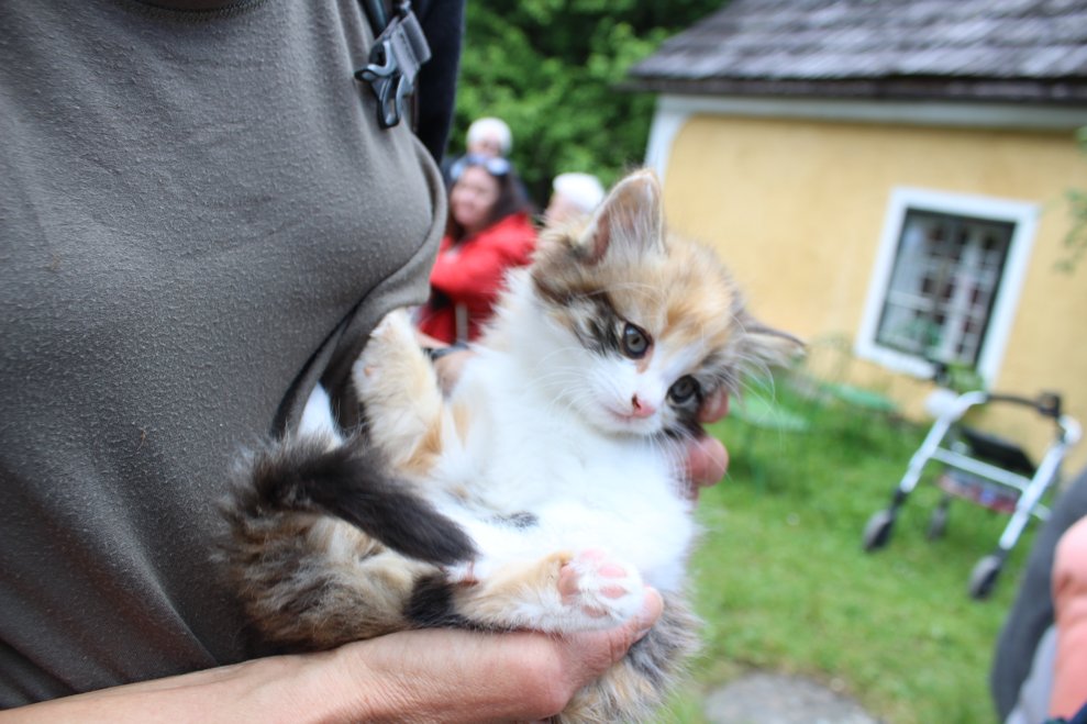 sowie kleine Kätzchen...