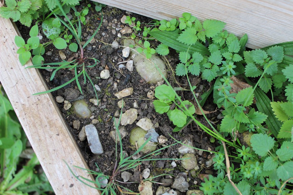 am Vortag aus unserer Erdäpfelpyramide.