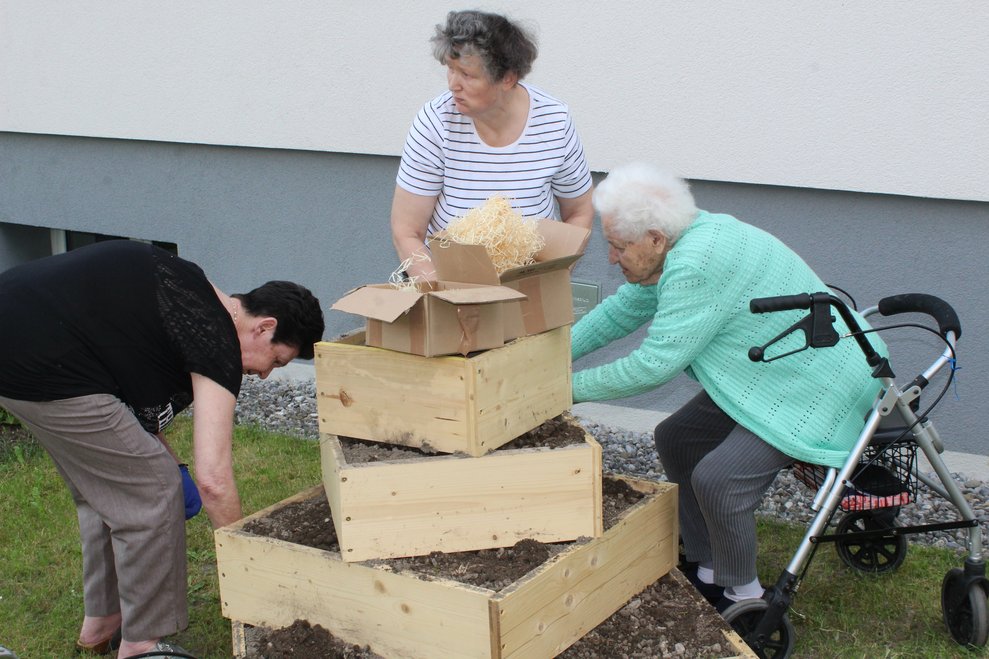 so konnten sich die Damen des Hauses ganz aufs Einsetzen der Erdäpfel konzentrieren.