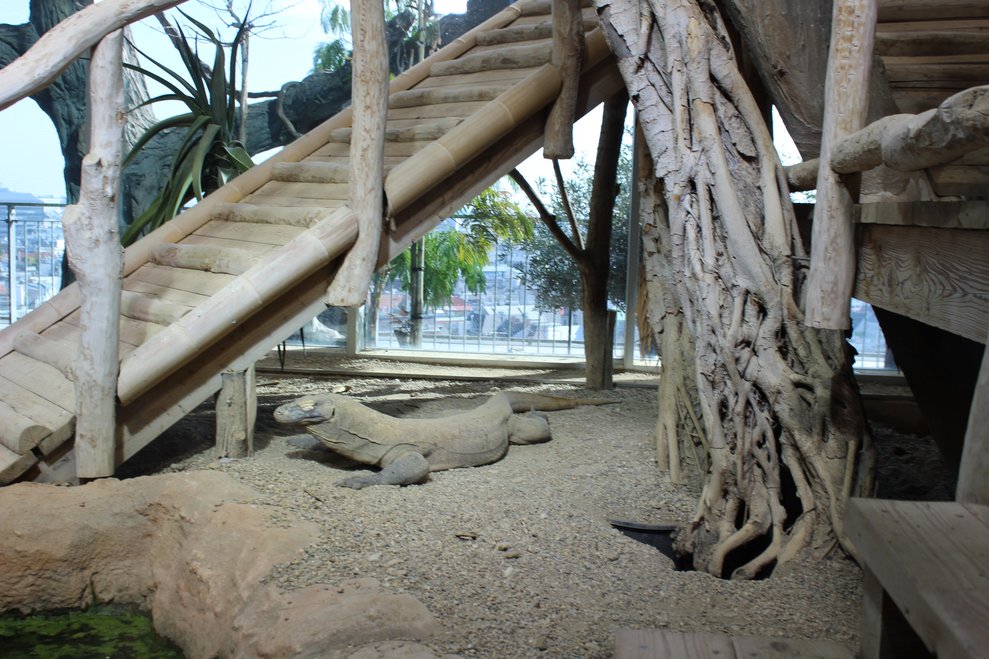 Auch die Reptilien...