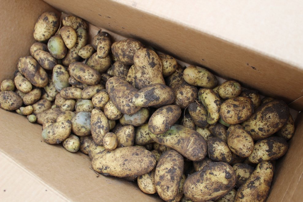 und die "Erdäpfelgaben" stammen aus unserem eigenen Garten.