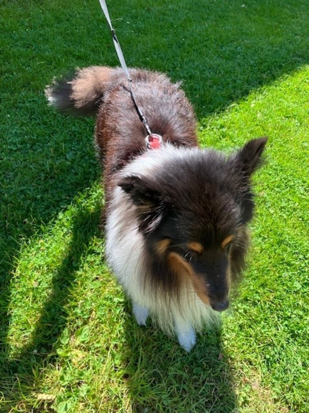 und Hunde, alles was man auf einem Bauernhof erwartet!