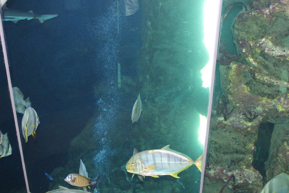 erkundeten zuerst die abwechslungsreiche Unterwasserwelt.