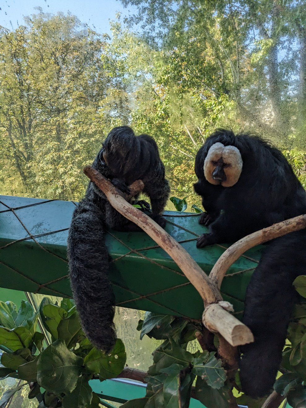 war es bei den Affen...