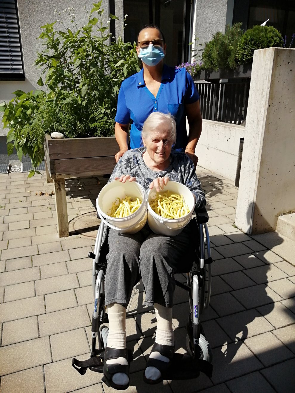 Fisolen pflücken