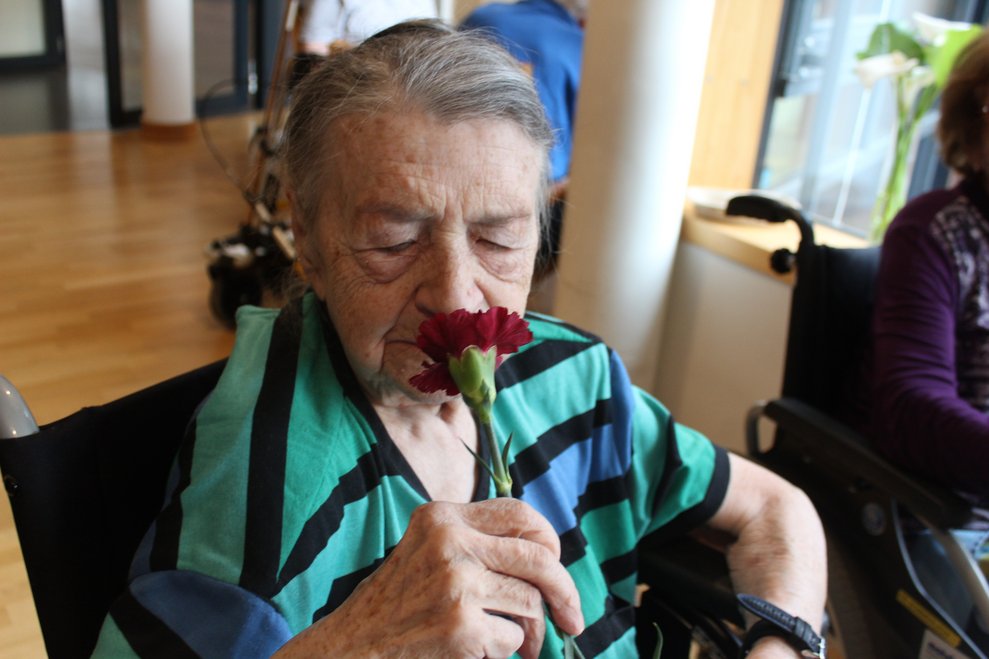 wunderschöne Nelken.