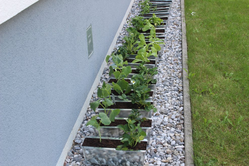 Blumenbeet bepflanzen