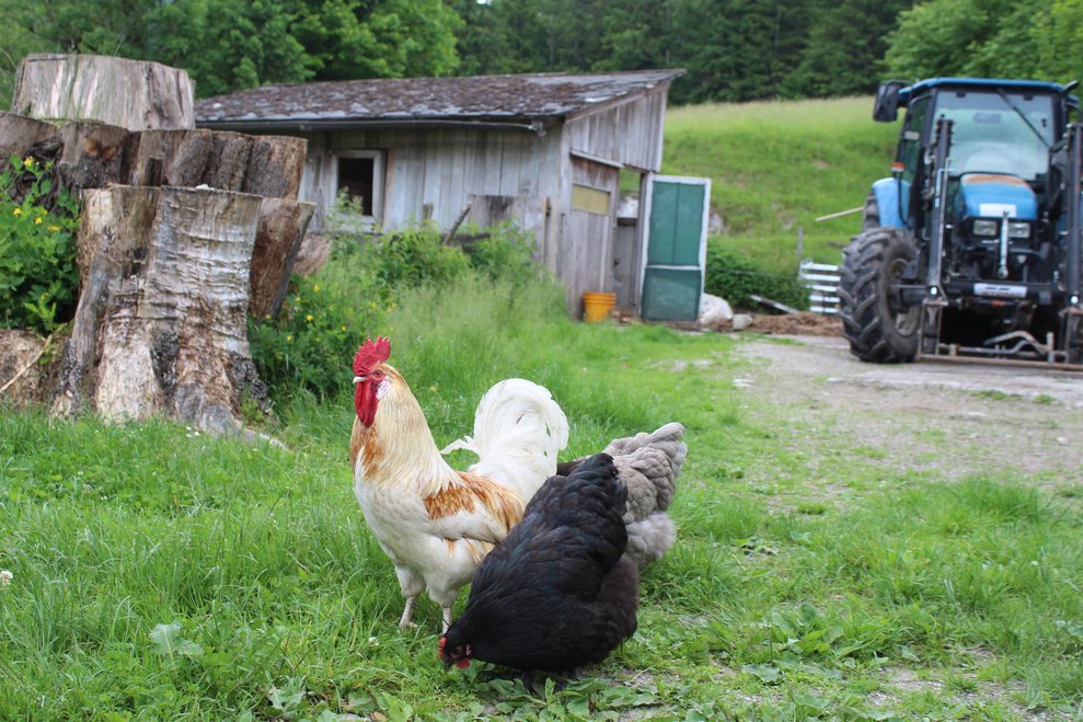 warteten bereits die ersten Tiere...