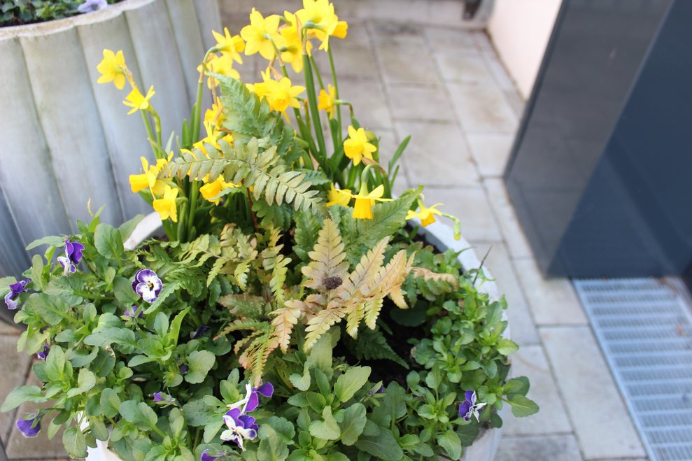 mit einer schönen Aussicht auf die frischen Blumen belohnt,...