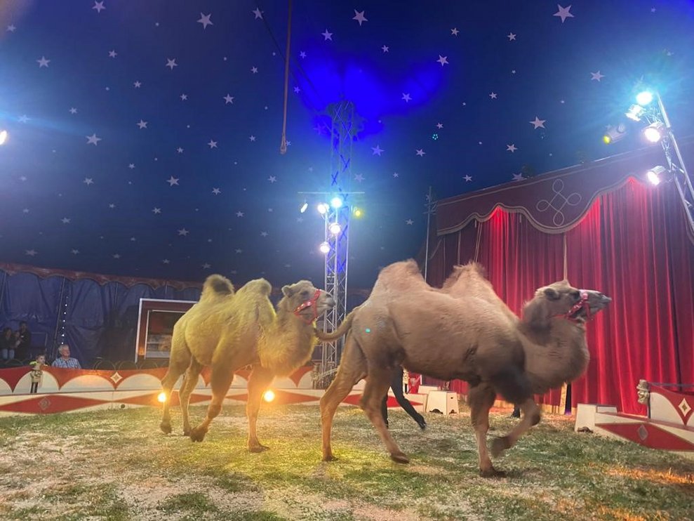 Natürlich durften die Tiere bei diesem Zirkusbesuch nicht fehlen.