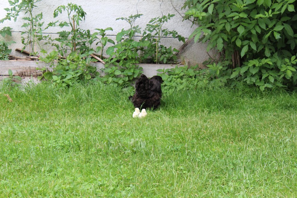 und beobachtet werden.