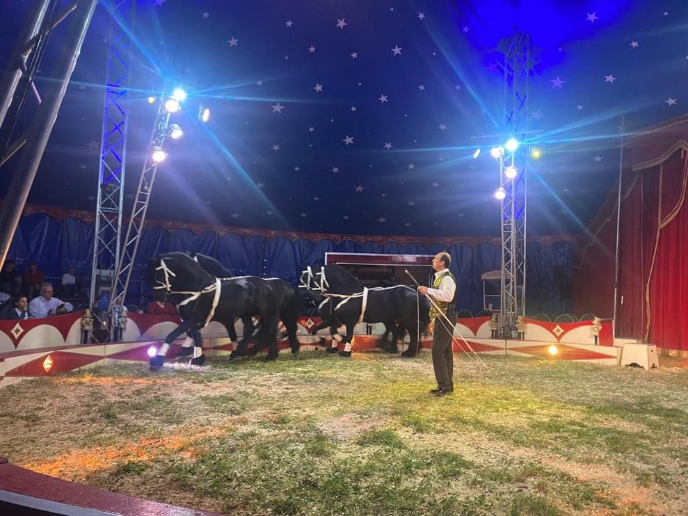 Von Kamelen und Pferden...