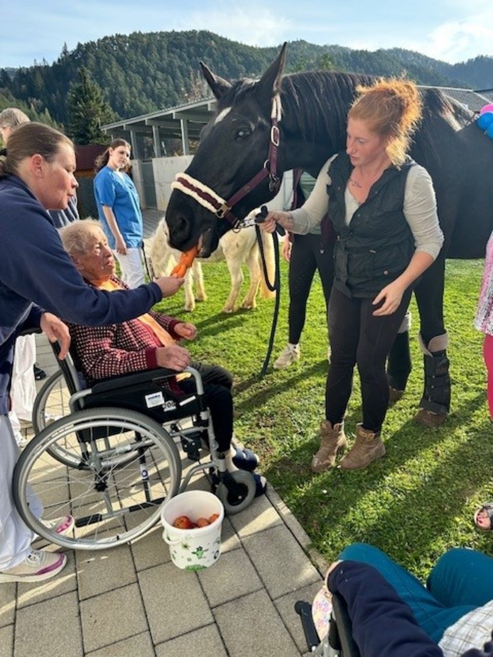 die Pferde vor dem PBZ.