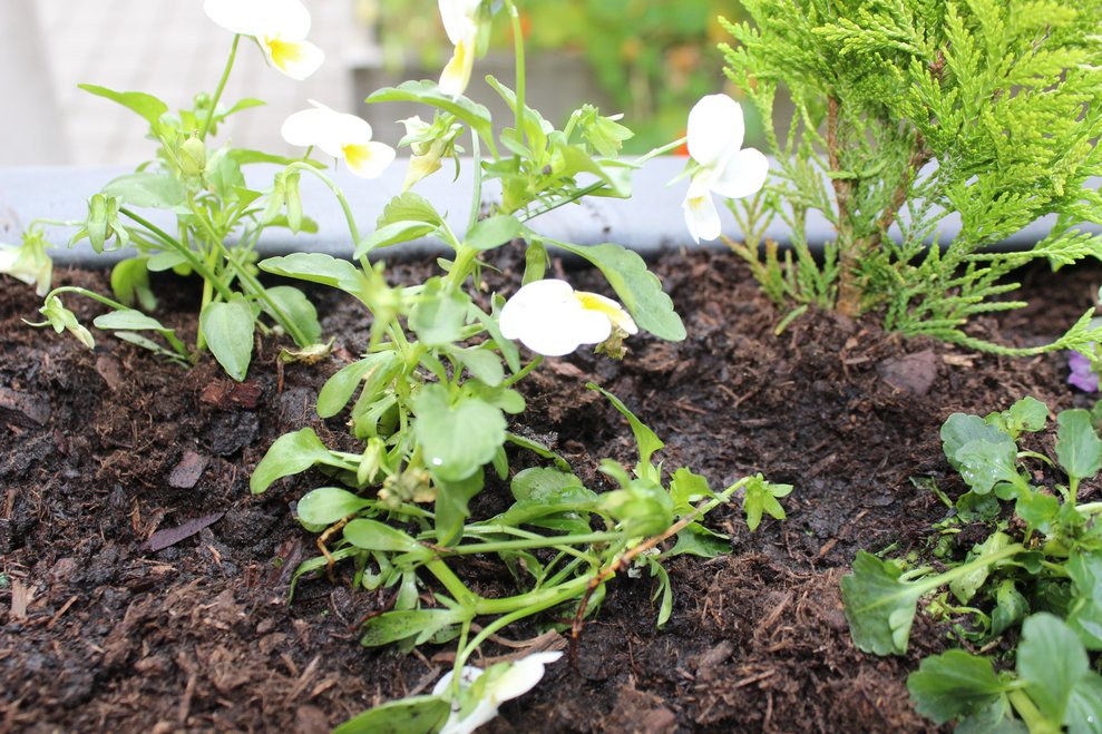 sondern auch auf "Mehrwert", so werden die Blüten der Stiefmütterchen...